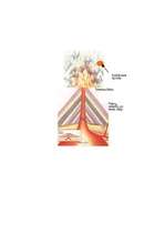 Referāts 'Vulkāni', 1.