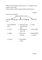 Referāts 'Daugavpils jaunatne Eiropā un ASV darba tirgū', 4.