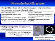 Prezentācija 'Ūdens piesārņojums', 8.