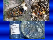 Prezentācija 'Ūdens piesārņojums', 22.