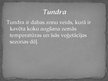 Prezentācija 'Savannas. Tundra', 11.