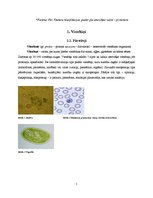 Referāts 'Dzīvnieku valsts', 5.