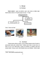 Referāts 'Dzīvnieku valsts', 14.