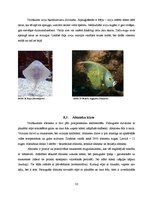 Referāts 'Dzīvnieku valsts', 18.