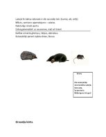 Konspekts 'Zooloģija. Zīdītāju kārtas Latvijā', 2.