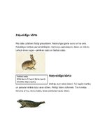 Konspekts 'Zooloģija. Zīdītāju kārtas Latvijā', 5.