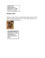 Konspekts 'Zooloģija. Zīdītāju kārtas Latvijā', 6.