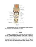 Referāts 'Mumifikācija', 13.