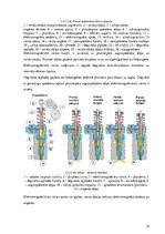 Diplomdarbs 'Dīzeļmotora barošanas sistēma ar elektriski vadāmu augstspiediena sūkni', 31.