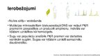 Prezentācija 'Mikrosatelīti - molekulārie marķieri', 7.