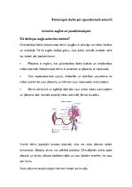 Konspekts 'Asinsrite auglim un jaundzimušajam', 1.