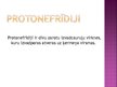 Prezentācija 'Izvadorgānu attīstība', 2.