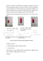Referāts 'Augu ekstrakti kā antioksidanti', 11.