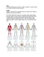 Referāts 'Cilvēka uzbūve', 2.