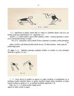 Referāts 'Iesildīšanās vingrinājumi', 11.