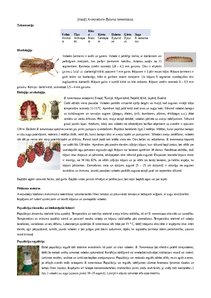Konspekts '(mazā) Aveņvabole Byturus tomentosus', 1.