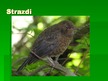 Prezentācija 'Zvirbuļveidīgie', 28.