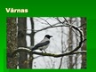 Prezentācija 'Zvirbuļveidīgie', 33.