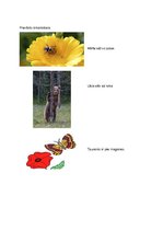 Prezentācija 'Bērna runas pārbaude', 13.