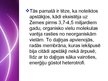 Prezentācija 'Dzīvības rašanās uz Zemes', 13.