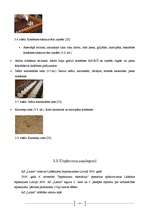 Biznesa plāns 'Zīmols un tā attīstības faktori', 21.