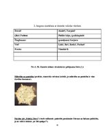 Referāts 'Vārds kā (dzīves) programma', 30.