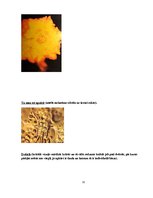 Referāts 'Vārds kā (dzīves) programma', 31.