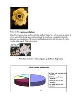 Referāts 'Vārds kā (dzīves) programma', 32.