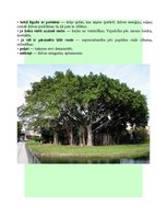 Konspekts 'Tests "Mans koks"', 4.