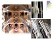 Prezentācija 'Katedrāles "Sagrada Familia" ģeometriskās sistēmas un proporcijas', 9.