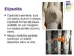 Prezentācija 'Katedrāles "Sagrada Familia" ģeometriskās sistēmas un proporcijas', 17.