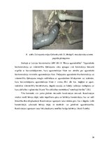 Referāts 'Daudzdzīvokļu dzīvojamās mājas Celtnieku ielā 15, Jēkabpilī, apsekošana un tehni', 26.