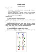 Konspekts 'Sporta diena Aizputes vidusskolas 10. - 12.klasēm', 9.
