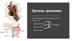 Prezentācija 'Дыхательная система', 3.