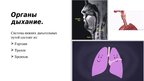 Prezentācija 'Дыхательная система', 4.