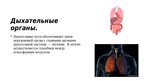 Prezentācija 'Дыхательная система', 5.