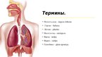 Prezentācija 'Дыхательная система', 8.