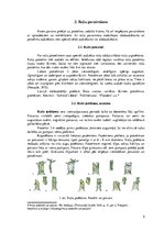 Referāts 'Rožu stādu audzēšana', 5.