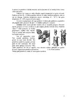 Referāts 'Rožu stādu audzēšana', 7.