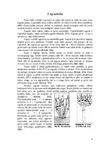 Referāts 'Rožu stādu audzēšana', 8.