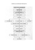 Konspekts 'Elpošanas nodrošināšana dzīvībai bīstamās situācijās', 4.