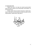 Biznesa plāns 'Jauna ēdināšanas uzņēmuma "Liesmiņa" koncepcijas izstrāde', 19.