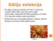Prezentācija 'Dāliju selekcija Latvijā', 4.