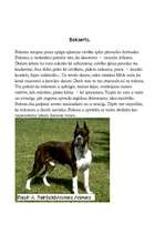 Referāts 'Suņi', 4.