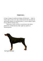 Referāts 'Suņi', 6.