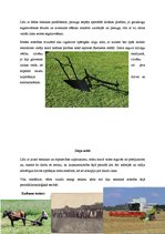 Referāts 'Latvijas saimniecība un lauksaimniecības tehnika pēc Pirmā pasaules kara - tehni', 6.