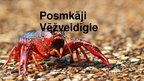 Prezentācija 'Posmkāji - vēžveidīgie', 1.