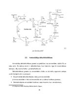 Referāts 'B6 vitamīna nepieciešamība uzturā', 10.