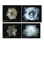 Konspekts 'Dzīvais ūdens', 7.