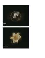 Konspekts 'Dzīvais ūdens', 11.